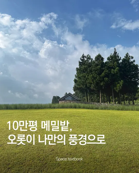 10만평 메밀밭을 오롯이 누리다